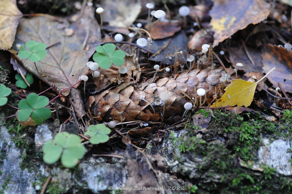 Strobilurus conigenus. Захаринский А.Ю.