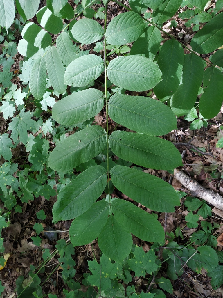 Орех маньджурский. Серегин А.П.