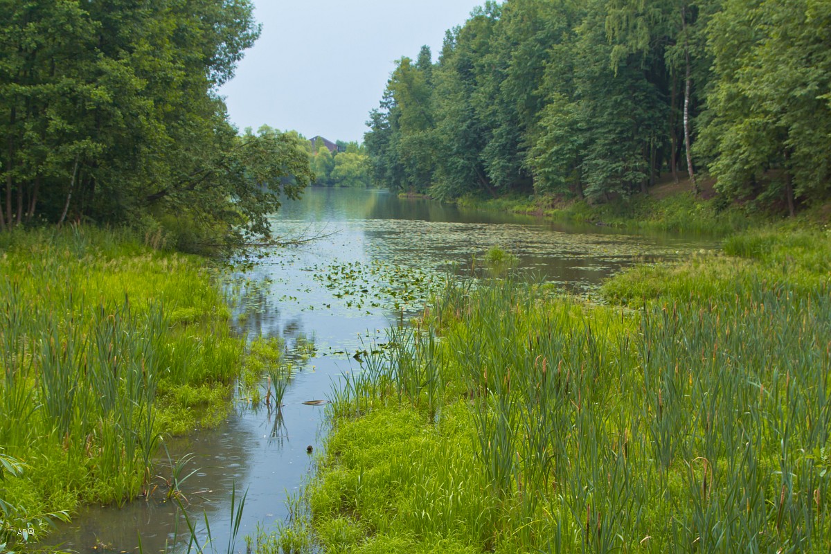Любуча (приток Десны)