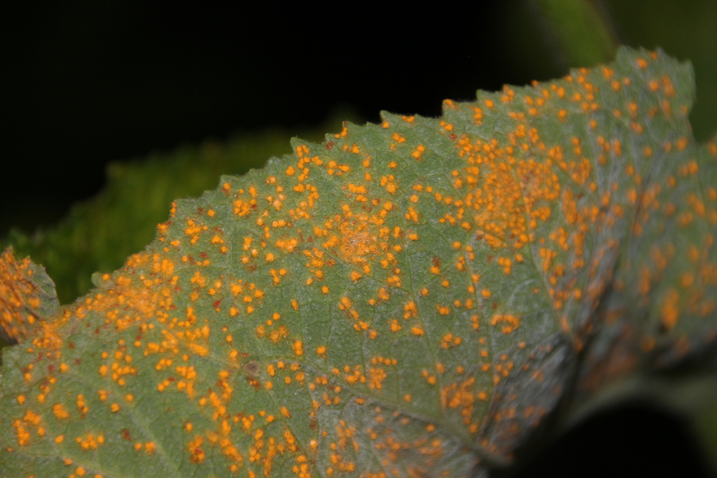 Coleosporium inulae. Арсений Т (CC-BY-NC)