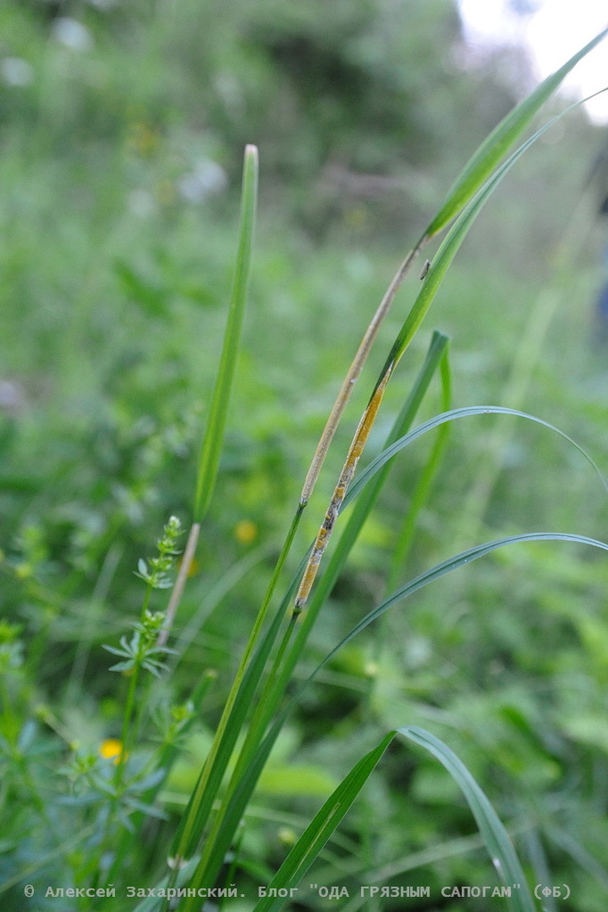 Эпихлое рогозовидная. Захаринский А.Ю.