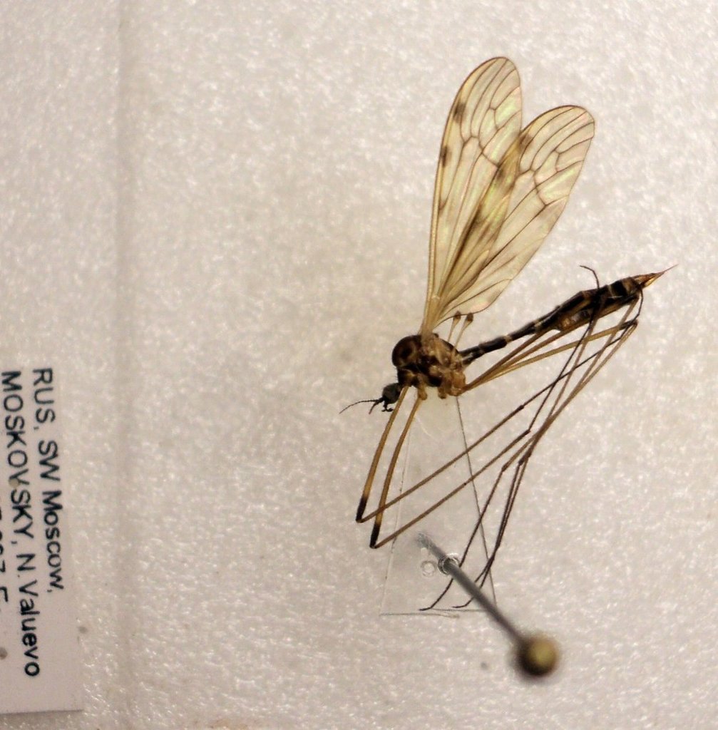 Limonia flavipes. Константин
