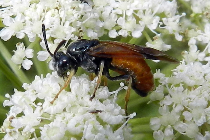 Arge dimidiata. Пономарёв Андрей